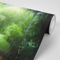 WALL MURAL PATH ON THE ISLAND OF SEYCHELLES - WALLPAPERS NATURE - WALLPAPERS