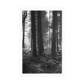 POSTER SUNLIT FOREST IN BLACK AND WHITE - BLACK AND WHITE - POSTERS