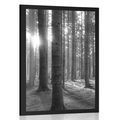 POSTER SONNIGER MORGEN IM WALD IN SCHWARZ-WEISS - SCHWARZ-WEISS - POSTER