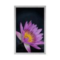 POSTER MEADOW FLOWER - FLOWERS - POSTERS