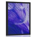 POSTER BEAUTIFUL DANDELION IN PURPLE DESIGN - FLOWERS - POSTERS