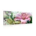 CANVAS PRINT PINK LILY IN BLOOM - PICTURES FLOWERS - PICTURES