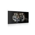 CANVAS PRINT TIGER - PICTURES OF ANIMALS{% if product.category.pathNames[0] != product.category.name %} - PICTURES{% endif %}