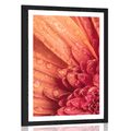 POSTER – GERBERA ARANCIONE CON GOCCE D'ACQUA - FIORI - POSTER