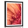 POSTER MIT PASSEPARTOUT ORANGE GERBERA MIT WASSERTROPFEN - BLUMEN - POSTER