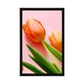 AFFICHE TULIPE - FLEURS - AFFICHES