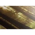 CANVAS PRINT SUNLIT FOREST - PICTURES OF NATURE AND LANDSCAPE - PICTURES