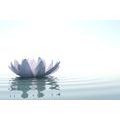 TAPET FLOARE DE LOTUS - TAPET FENG SHUI - TAPETURI