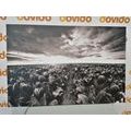CANVAS PRINT SUNRISE OVER A MEADOW WITH TULIPS IN BLACK AND WHITE - BLACK AND WHITE PICTURES{% if product.category.pathNames[0] != product.category.name %} - PICTURES{% endif %}