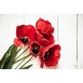 WALL MURAL BLOOMING RED TULIPS - WALLPAPERS FLOWERS - WALLPAPERS