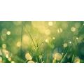 CANVAS PRINT MORNING DEW - PICTURES OF NATURE AND LANDSCAPE - PICTURES