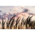 CANVAS PRINT BLADES OF FIELD GRASS - PICTURES OF NATURE AND LANDSCAPE - PICTURES