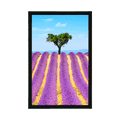 POSTER LAVENDER FIELD - NATURE - POSTERS