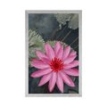 POSTER CHARMING LOTUS FLOWER - FLOWERS - POSTERS