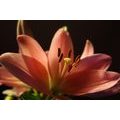 CANVAS PRINT BEAUTIFUL PINK LILY ON A BLACK BACKGROUND - PICTURES FLOWERS - PICTURES