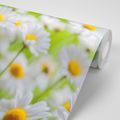 WALL MURAL SPRING MEADOW FULL OF FLOWERS - WALLPAPERS FLOWERS - WALLPAPERS