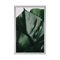 POSTER – FOGLIA DI MONSTERA - FIORI - POSTER