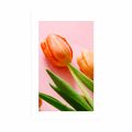 POSTER MIT PASSEPARTOUT ELEGANTE TULPEN - BLUMEN - POSTER