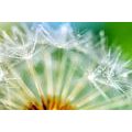 CANVAS PRINT BEAUTIFUL DETAIL OF A DANDELION - PICTURES FLOWERS - PICTURES