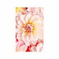 POSTER PASTEL DAHLIA FLOWERS - FLOWERS - POSTERS