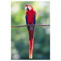OBRAZ JASNĚ ČERVENÝ PAPOUŠEK NA VĚTVI - OBRAZY PTÁCI - OBRAZY