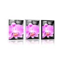 POSTER BEAUTIFUL ORCHID AND STONES - FENG SHUI - POSTERS