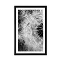 POSTER WITH MOUNT DANDELION SEEDS IN BLACK AND WHITE - BLACK AND WHITE - POSTERS