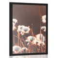 POSTER COTTON GRASS - NATURE - POSTERS