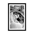 POSTER WITH MOUNT BLACK AND WHITE FLOWER PETALS - BLACK AND WHITE - POSTERS