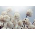 CANVAS PRINT ARCTIC COTTON FLOWERS - PICTURES FLOWERS - PICTURES