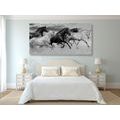 CANVAS PRINT HERD OF HORSES IN BLACK AND WHITE - BLACK AND WHITE PICTURES - PICTURES