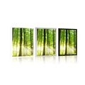 POSTER LUSH GREEN FOREST - NATURE - POSTERS