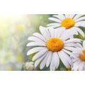 WALL MURAL DAISY FLOWERS - WALLPAPERS - 🔥 TOTAL SALE 🔥