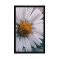 POSTER BEAUTIFUL DAISY - FLOWERS - POSTERS