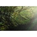 TABLEAU SUR TOILE – FORÊT FÉERIQUE - TABLEAUX DE LA NATURE ET DES PAYSAGES - TABLEAUX