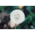 CANVAS PRINT WHITE FLUFFY DANDELION HAT - PICTURES FLOWERS - PICTURES