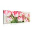 CANVAS PRINT TULIPS WITH A SPRING TOUCH - PICTURES FLOWERS - PICTURES