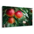 OBRAZ ČERSTVÉ JABLKA NA VĚTVI - OBRAZY JÍDLA A NÁPOJE - OBRAZY