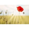 WALLPAPER WILD POPPY - WALLPAPERS FLOWERS - WALLPAPERS