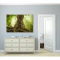 CANVAS PRINT TREE ROOT - PICTURES OF NATURE AND LANDSCAPE - PICTURES
