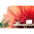 WALL MURAL GERBERA WITH DROPS OF WATER - WALLPAPERS FLOWERS - WALLPAPERS