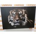 WANDBILD TIGER - BILDER TIERE - BILDER