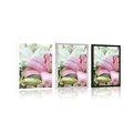 POSTER PINK LILY IN BLOOM - FLOWERS - POSTERS