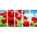 5-PIECE CANVAS PRINT POPPY FLOWERS IN A MEADOW - PICTURES FLOWERS - PICTURES