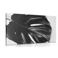 CANVAS PRINT MONSTERA LEAF IN BLACK AND WHITE - BLACK AND WHITE PICTURES - PICTURES