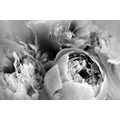 SELF ADHESIVE WALLPAPER BLACK AND WHITE FLOWER PETALS - SELF-ADHESIVE WALLPAPERS - WALLPAPERS