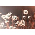 CANVAS PRINT COTTON GRASS - PICTURES OF NATURE AND LANDSCAPE - PICTURES