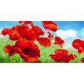 CANVAS PRINT POPPY FLOWERS IN A MEADOW - PICTURES FLOWERS - PICTURES