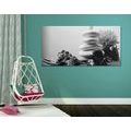 CANVAS PRINT ZEN STONES WITH SEASHELLS IN BLACK AND WHITE - BLACK AND WHITE PICTURES - PICTURES