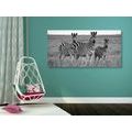 CANVAS PRINT THREE ZEBRAS IN THE SAVANNAH IN BLACK AND WHITE - BLACK AND WHITE PICTURES - PICTURES